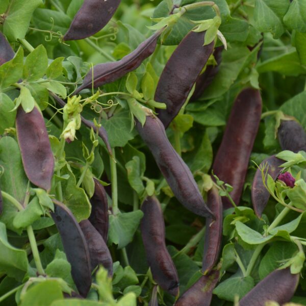 Pea - Purple Blauwschokker - Image 3
