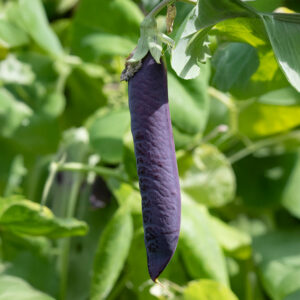 Pea Purple Blauwschokker