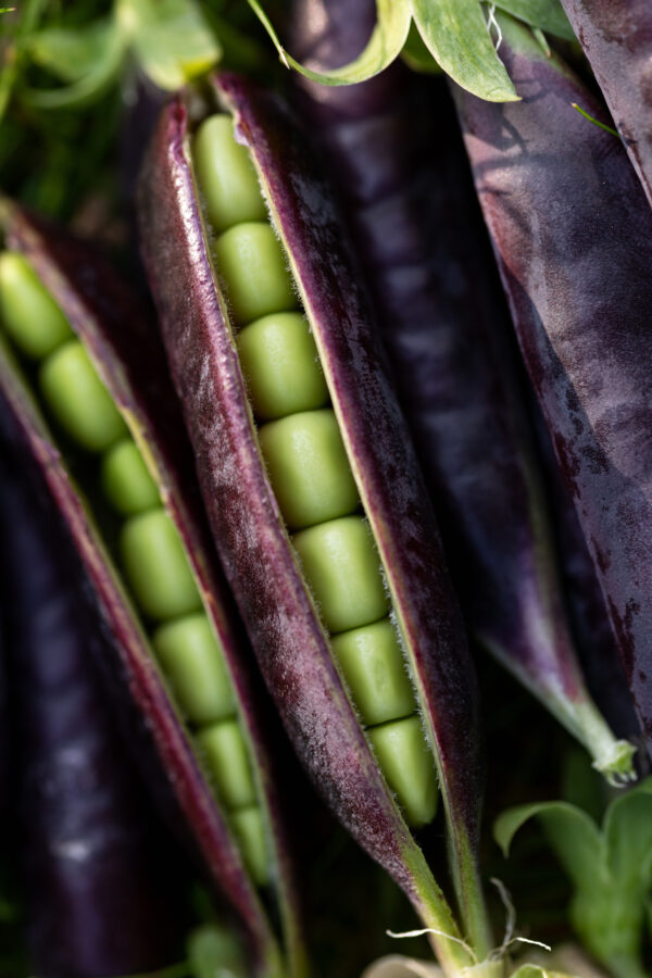 Pea - Purple Blauwschokker - Image 2