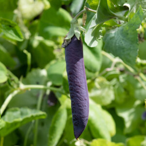 Pea - Purple Blauwschokker