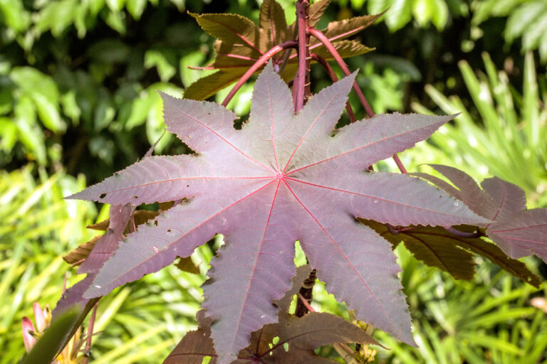 RED COMMUNIS GIBSONII | Ricinus | Premier Seeds Direct ltd