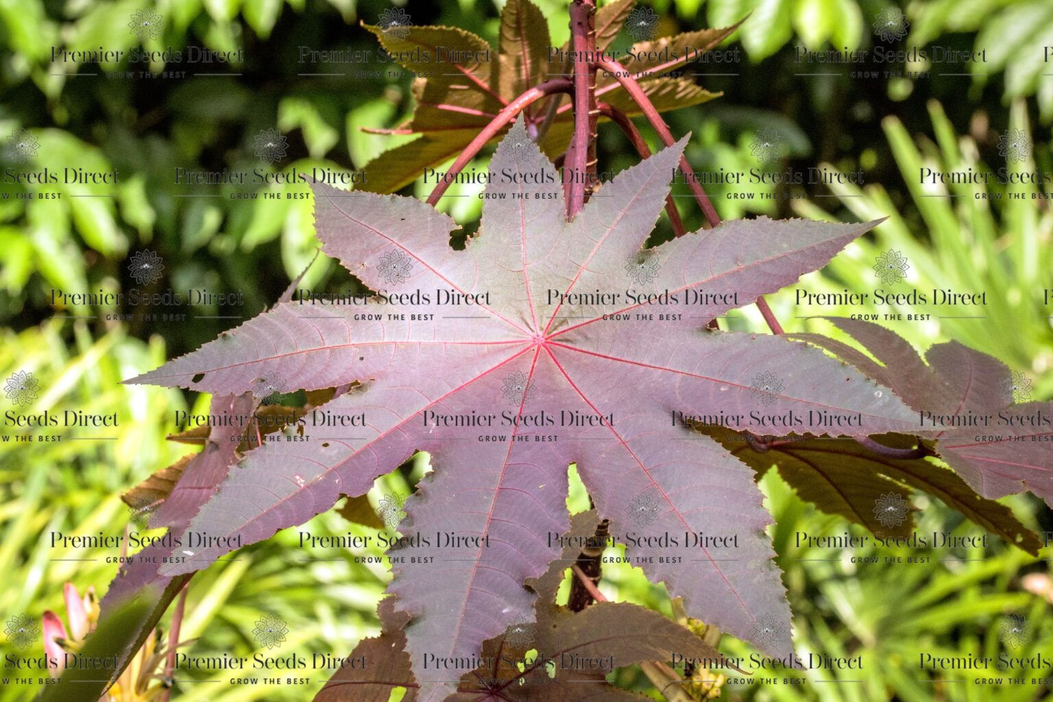 RED COMMUNIS GIBSONII Ricinus Premier Seeds Direct ltd