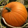 VEGETABLE PUMPKIN JACK O'LANTERN