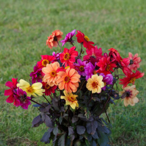 Dwarf Red Skin Mix of Dahlia flowers in orange, red, yellow, and pink purple with dark foliage