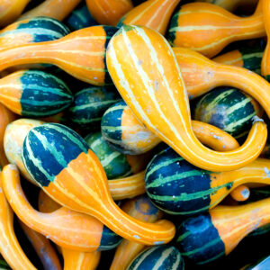 Freshly harvested Small Spoon Gourds in shades of yellow and green in a pile