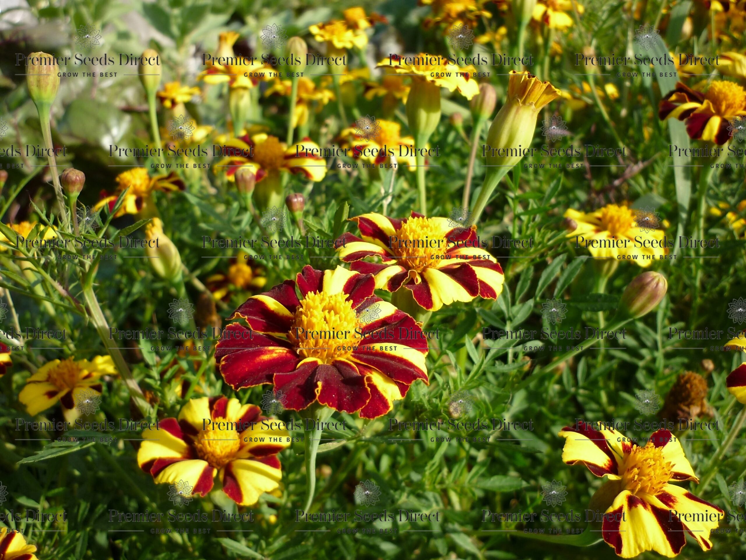 MARIGOLD DWARF MR MAJESTIC | MARIGOLD | Premier Seeds Direct ltd