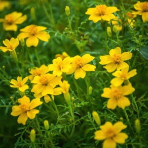 Small yellow Lemon Gem marigold flowers growing prettily in a field