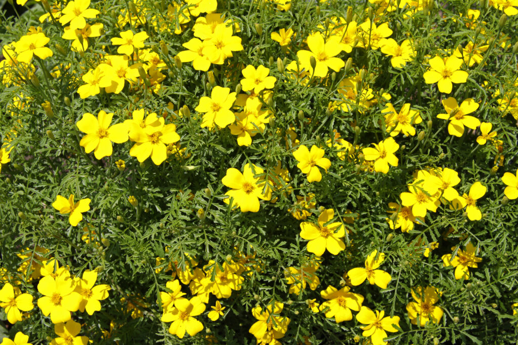 Flower MARIGOLD LEMON GEM TAGETES | MARIGOLD | Premier Seeds Direct ltd