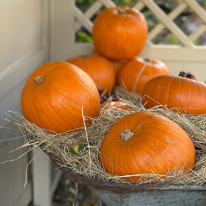 Freshly harvested Jack O'Lantern pumpkins with bright orange skin in a straw-filled wheelbarrow