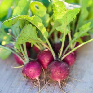 Freshly harvested Malaga Purple Radishes with green leaves on a grey wooden surface
