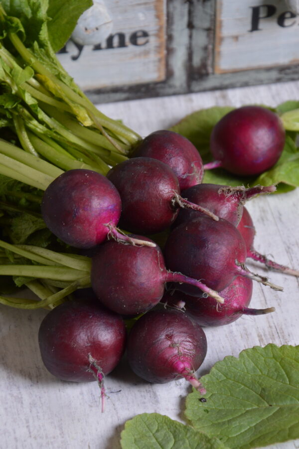 RADISH - MALAGA PURPLE