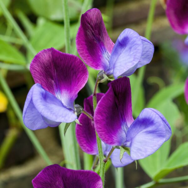 Sweet Pea Old Spice Cupani - Image 2