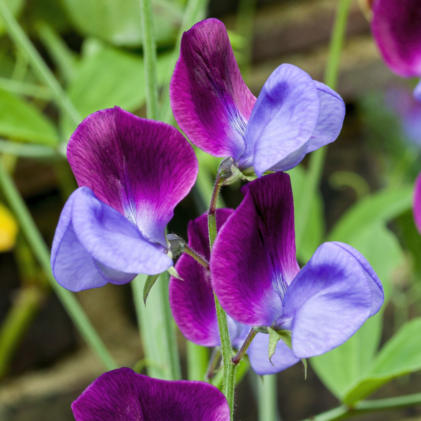 Sweet Pea Old Spice Cupani - Image 2