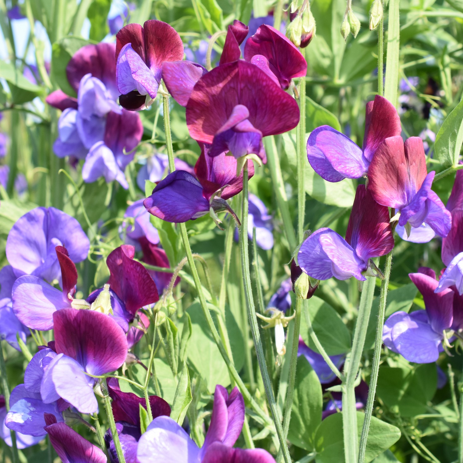 Sweet Pea Old Spice Cupani - Image 3