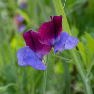 Sweet Pea Old Spice Cupani