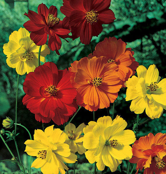 COSMOS - SULPHUREUS SUNNY MIXTURE | Cosmos | Premier Seeds Direct ltd