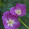 California Poppy - Purple Gleam