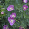 California Poppy - Purple Gleam - Image 2