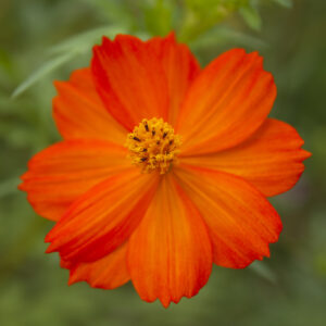Cosmos sulphureus Redcrest