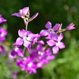 A close up image of purple night-scented stock flowers with blurred background