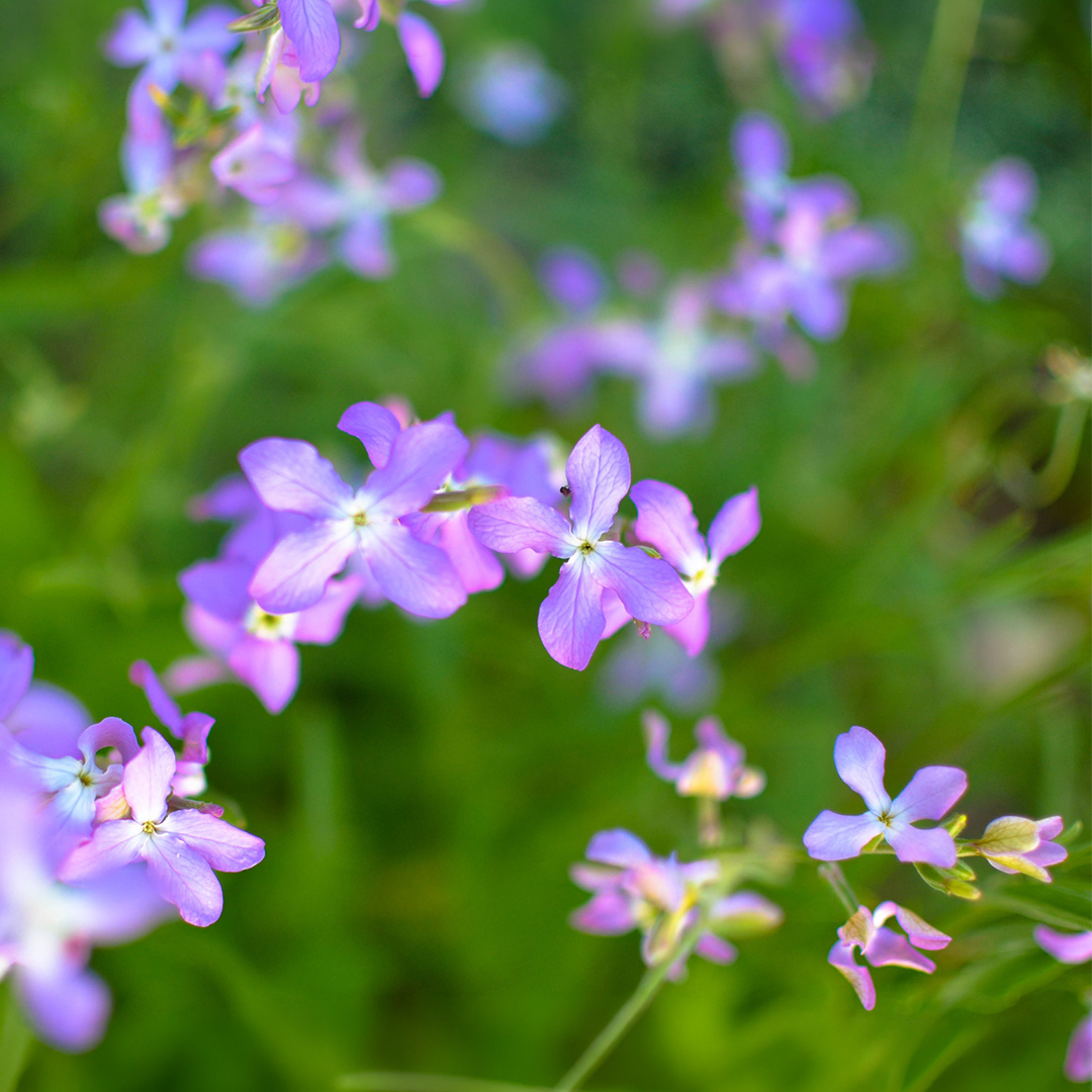 A close up image of purple night-scented stock flowers with blurred background