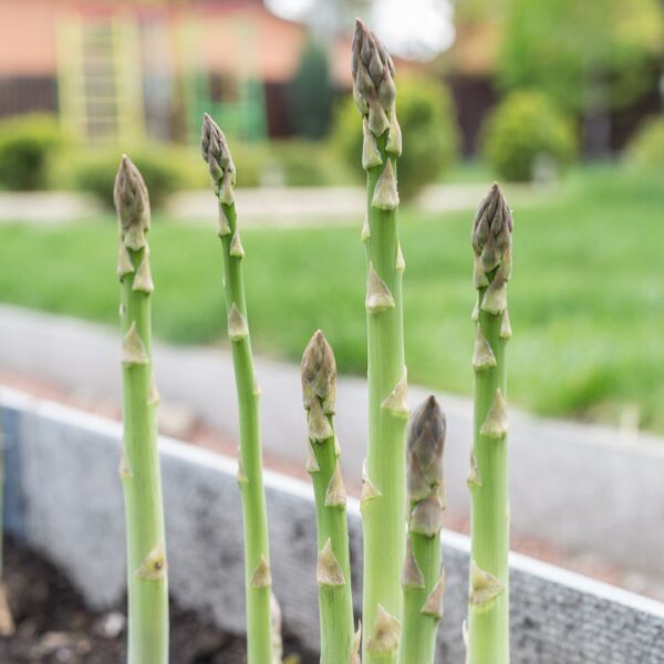 Asparagus Uc 157 F2 - Image 2