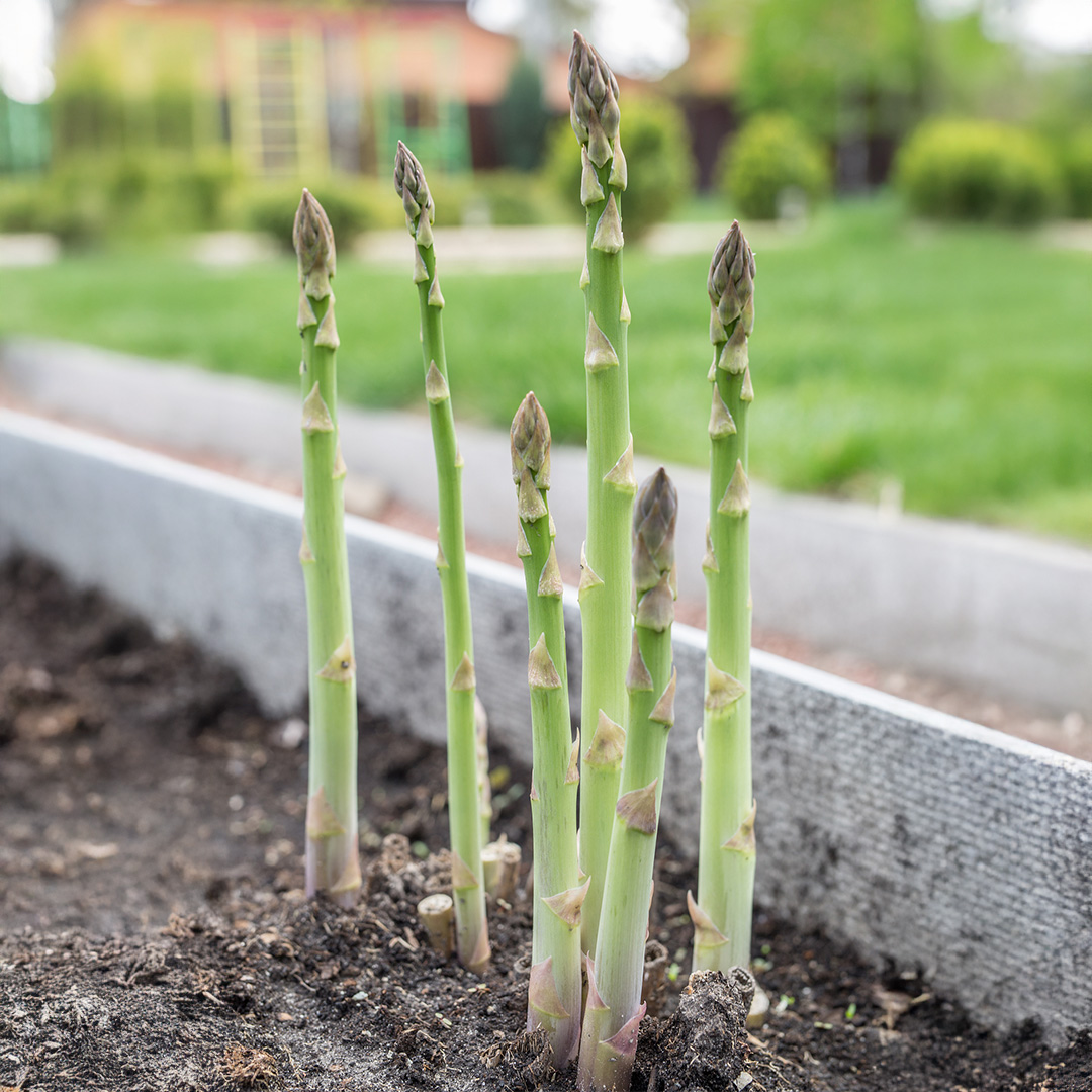 Green UC 157 F2 Asparagus growing in the soil with a garden int he background