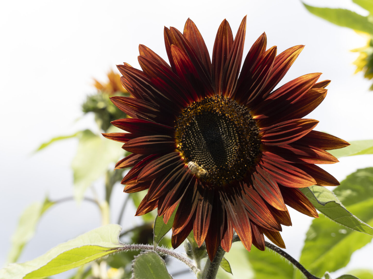 SUNFLOWER CHOCOLATE | Organic Flowers | Premier Seeds Direct ltd