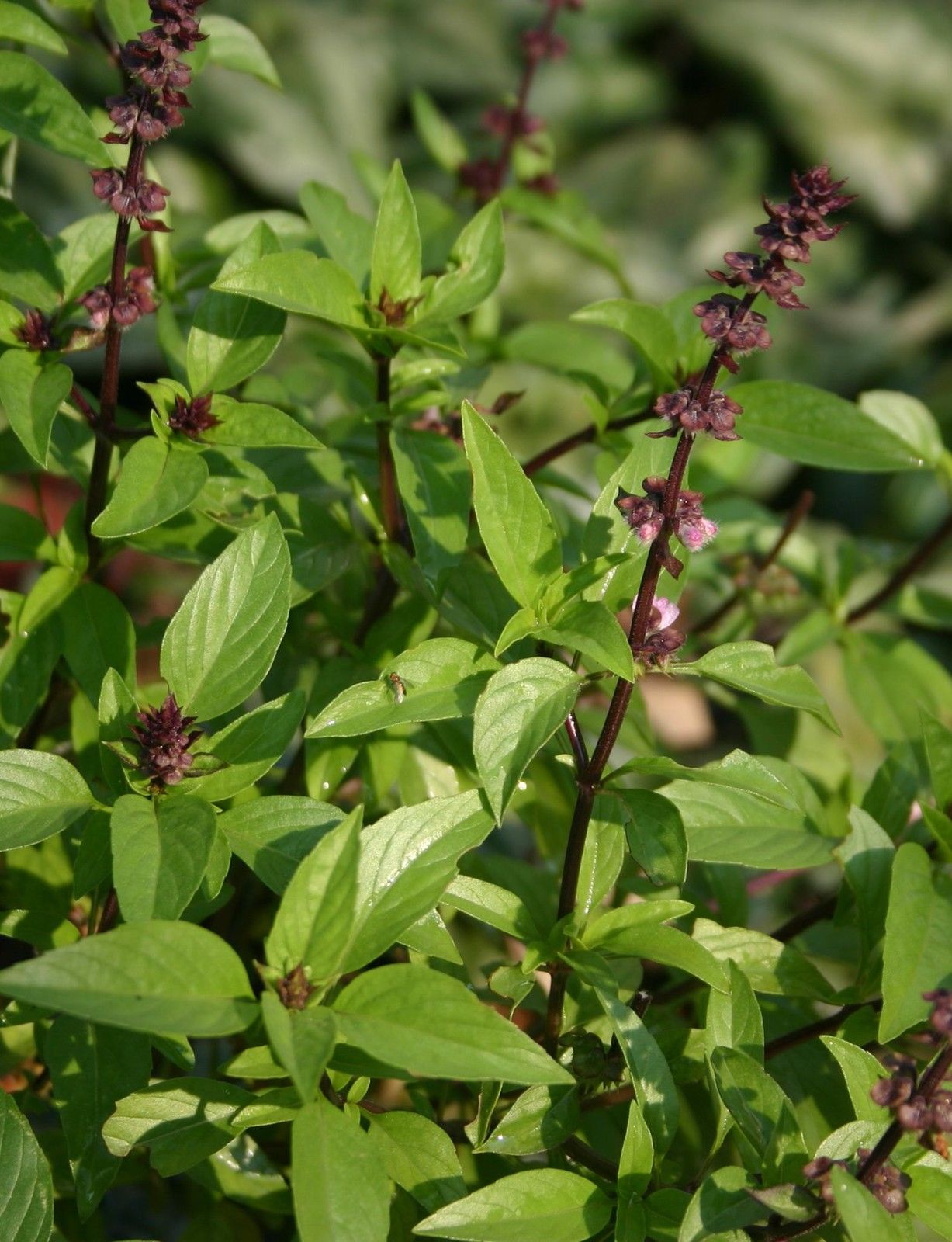 HERB BASIL THAI LARGE LEAVED | Basil | Premier Seeds Direct ltd