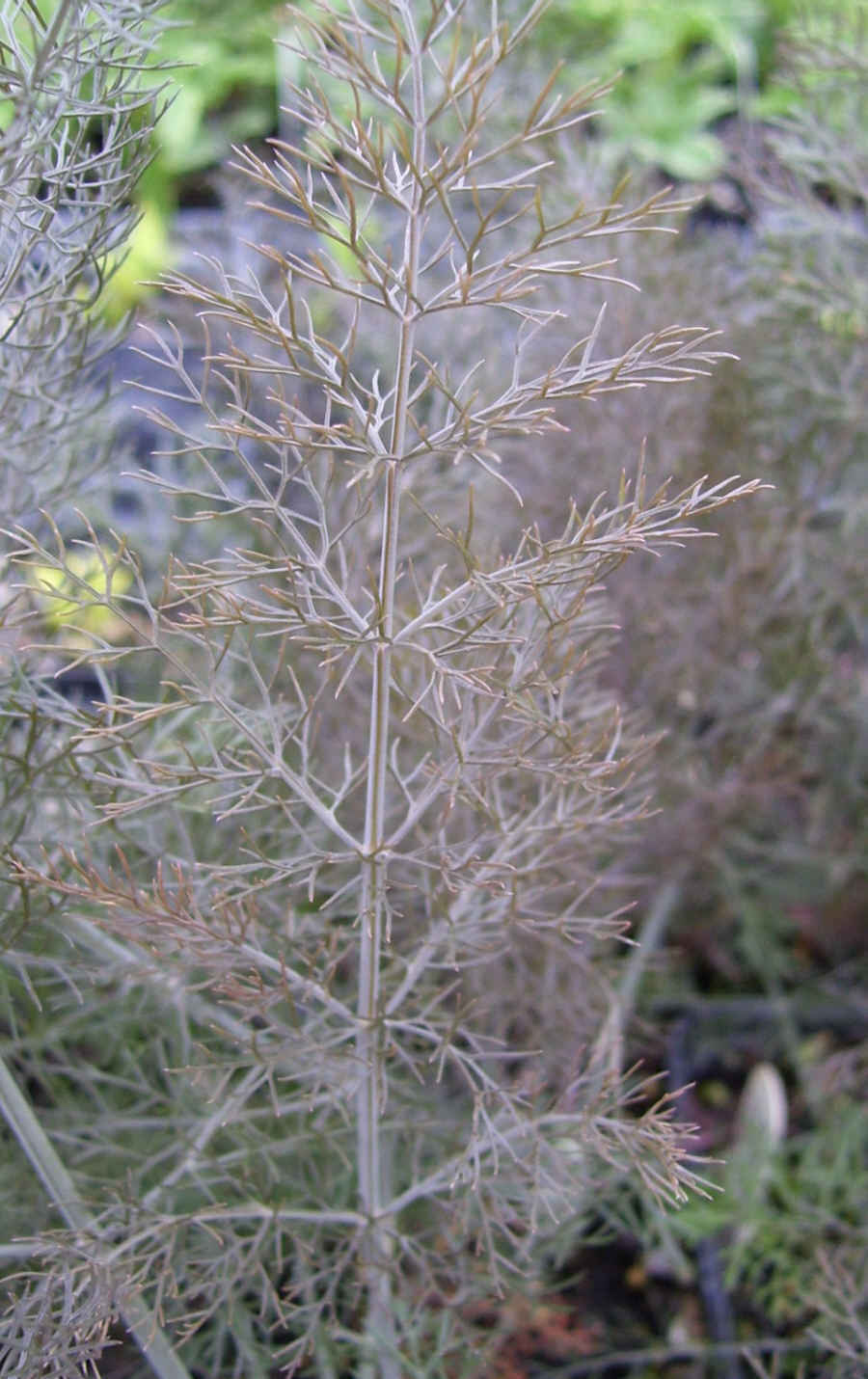 Herb Fennel Bronze Premier Seeds Direct