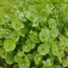 Claytonia Perfollata - Miners Lettuce - Image 2