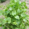 Claytonia Perfollata - Miners Lettuce - Image 3