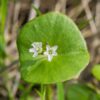 Claytonia Perfollata - Miners Lettuce