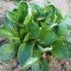 Corn Salad Lambs Lettuce Mache - Image 2
