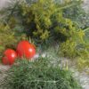 Dill Bouquet Anethum Graveolens - Image 2