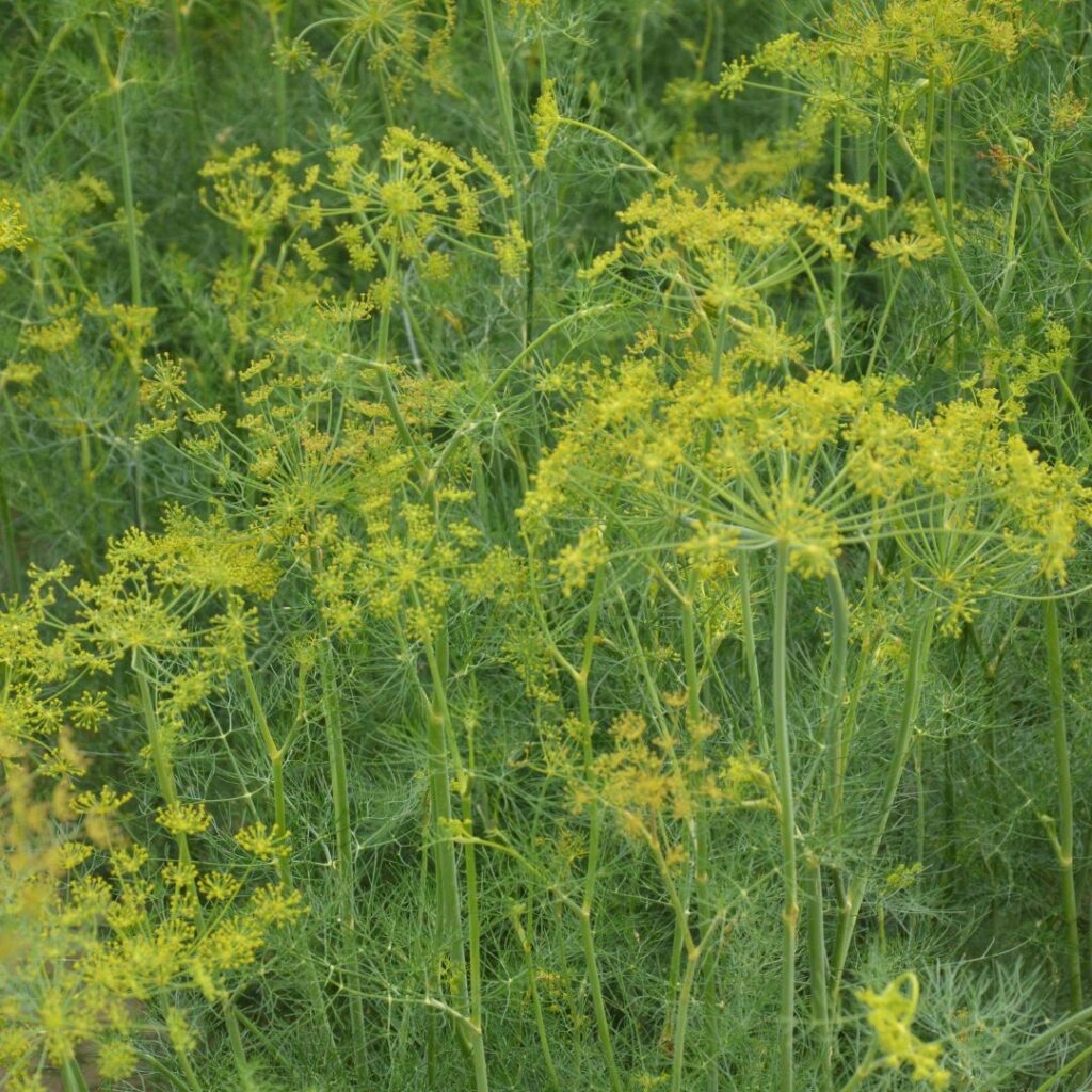 HERB DILL BOUQUET ANETHUM GRAVEOLENS | Herbs
