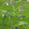 Herb Comfrey Symphytum Officinale