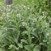 Herb Comfrey Symphytum Officinale - Image 2