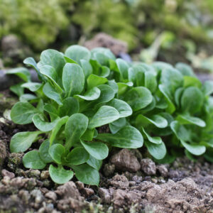 Corn Salad Lambs Lettuce Mache