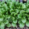 Corn Salad Lambs Lettuce Mache