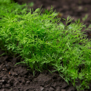 Herb Dill Bouquet Anethum Graveolens
