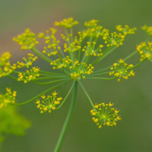 Dill Seeds
