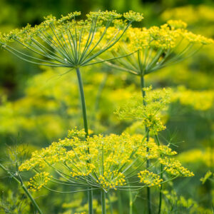 Dill Seeds