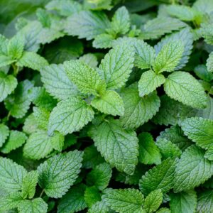 Lemon Balm Seeds