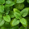 Herb Lemon Balm