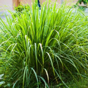Lemon Grass East Indian