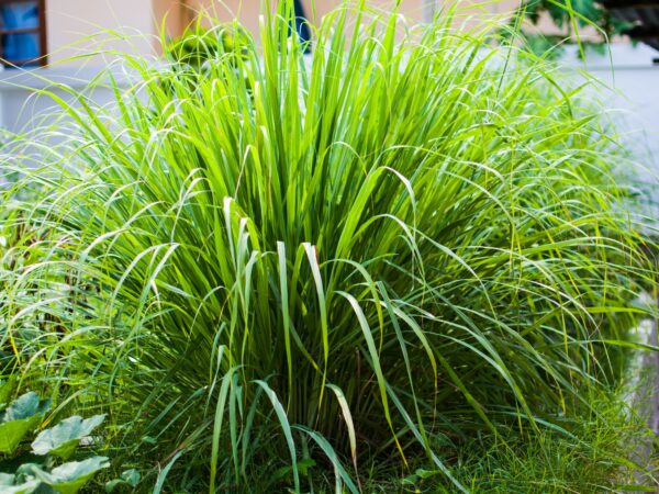 Lemon Grass East Indian