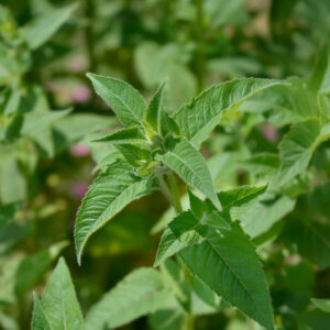 Lemon Mint growing in the garden with pointed green leaves