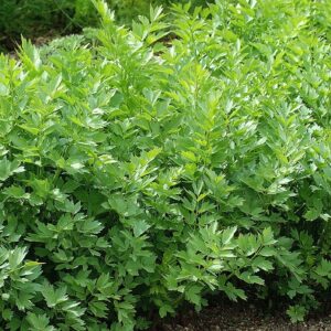 Organic Lovage Levisticum Officinale