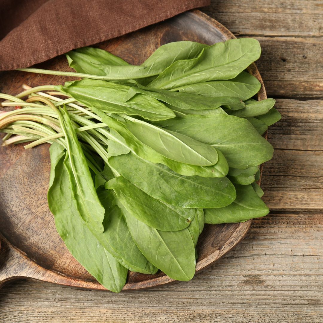 Herb Sorrel Rumex Acetosa - Image 2